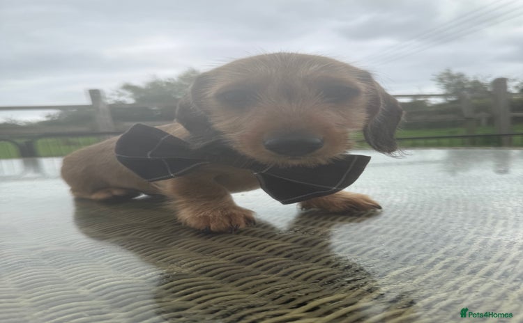 Dachshund dogs - Advert 13