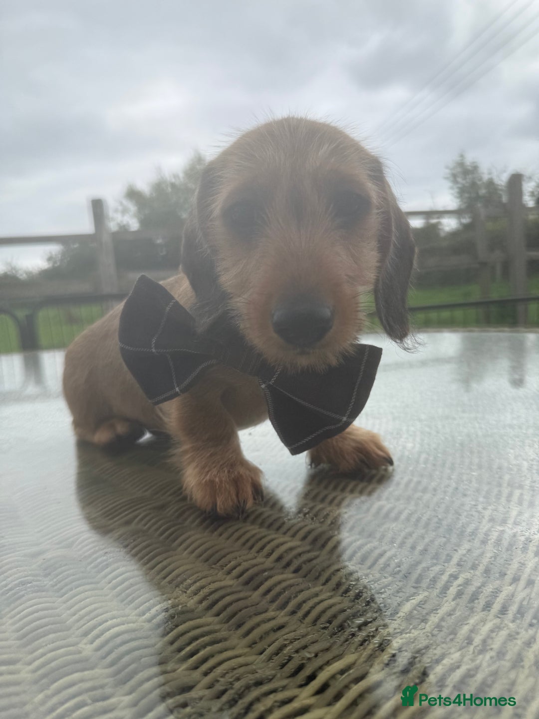 Dachshund dogs for sale: Stunning miniature wire dachshunds  - Image 1