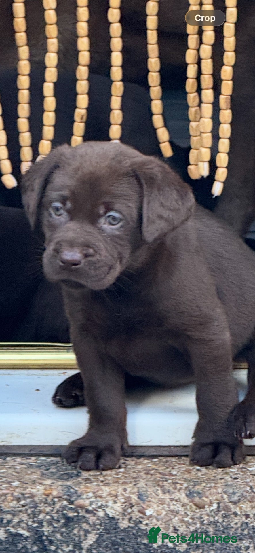 Labrador Retriever dogs Chunky chocolate Labrador puppies  - Advert 2
