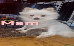 Pomeranian dogs for sale: KC Pomeranian pups - Image 7