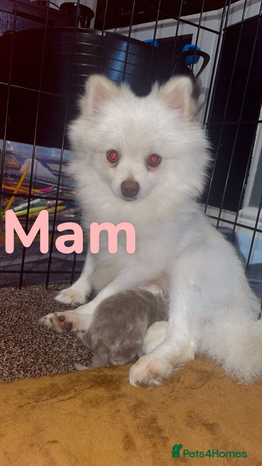 Pomeranian dogs for sale: KC Pomeranian pups - Image 7