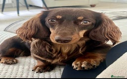 Miniature Dachshund dogs for sale: Stunning Kc Reg Long Hair Mini Dachshund puppies  - Image 17