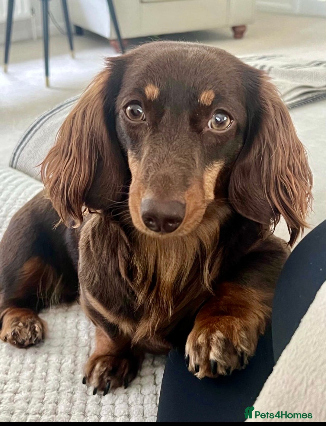Miniature Dachshund dogs for sale: Stunning Kc Reg Long Hair Mini Dachshund puppies  - Image 17