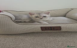 Scottish Fold cats for sale: Beautiful kittens looking for their forever home❤️ - Image 6