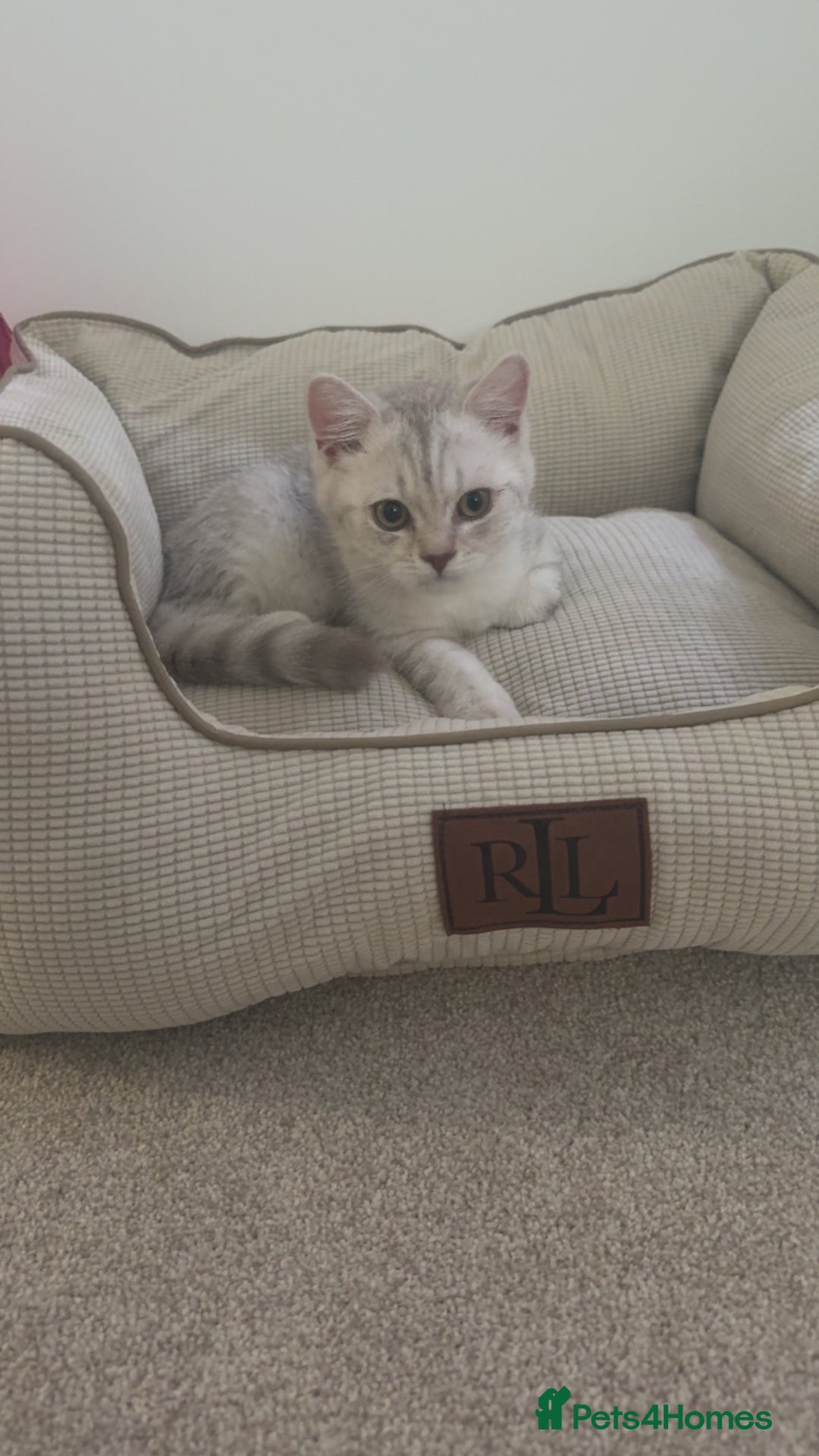 Scottish Fold cats for sale: Beautiful kittens looking for their forever home❤️ - Image 6