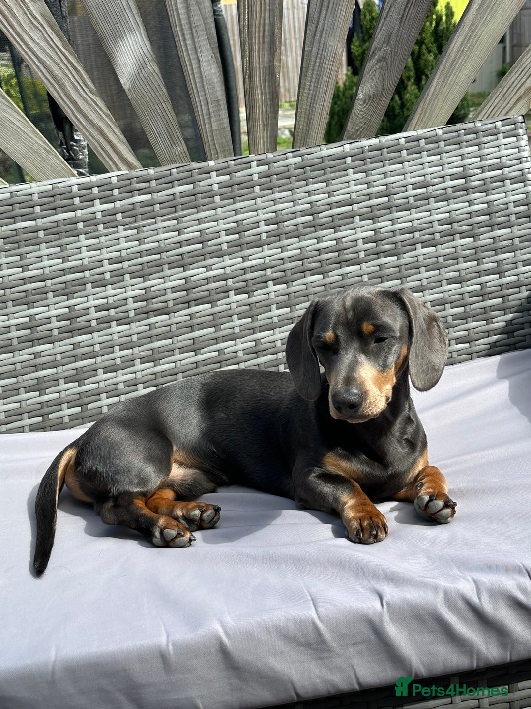 Miniature Dachshund dogs for stud: Available for stud blue and tan mini dachshund - Image 15