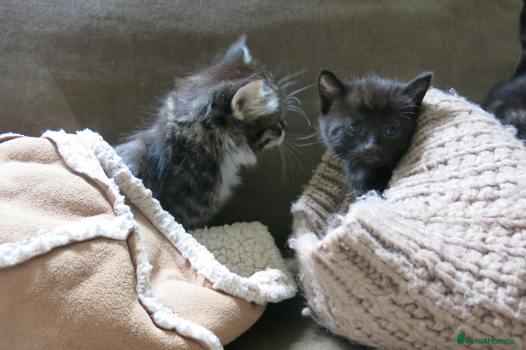 Mixed Breed cats for sale: 6 adorable kittens  - Image 15