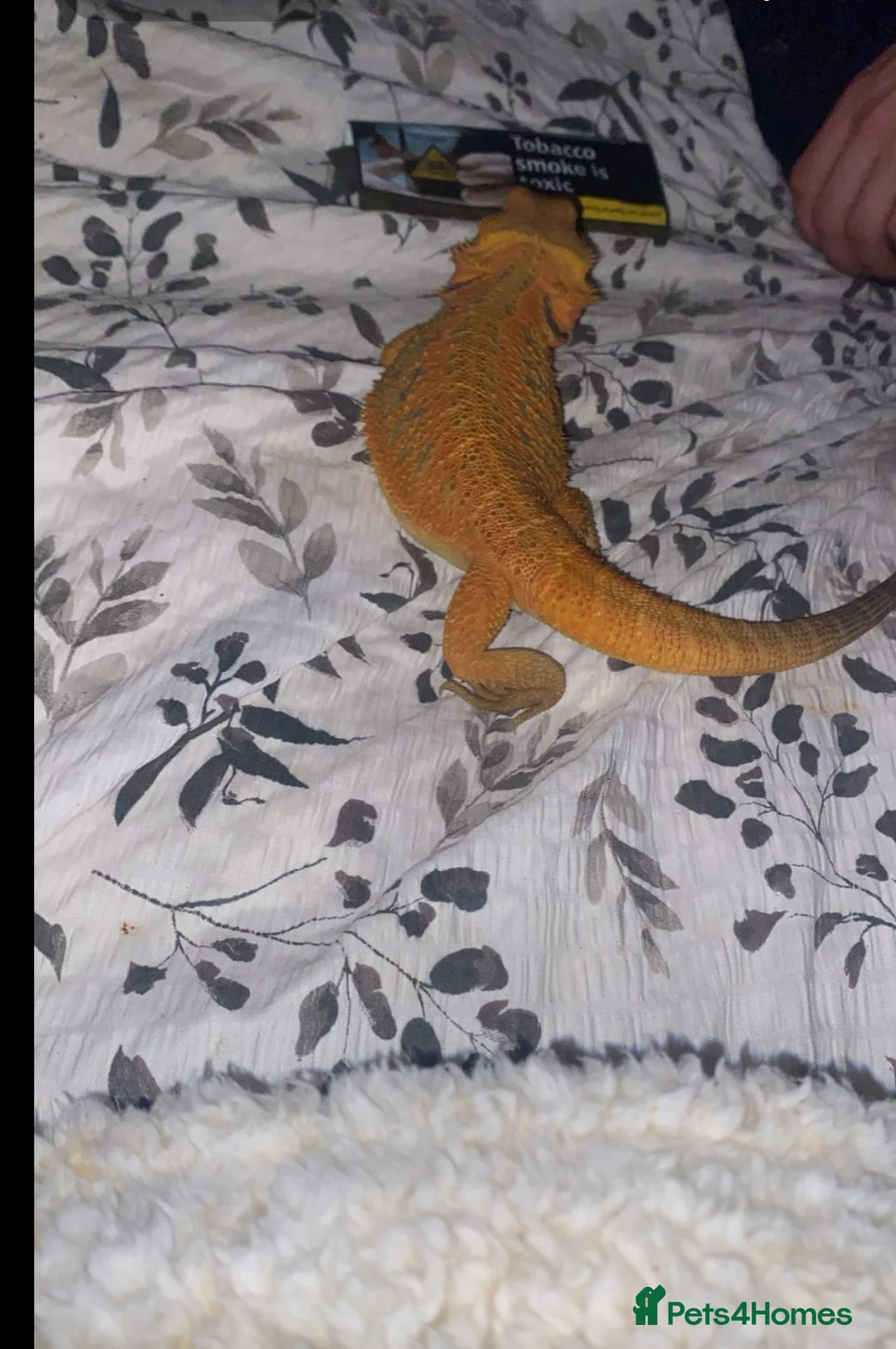 Bearded Dragon reptiles for sale: Red bearded dragon  in Wrexham - Advert 2