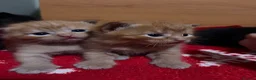Domestic Shorthair cats for sale: Dsh kittens  - Advert 2