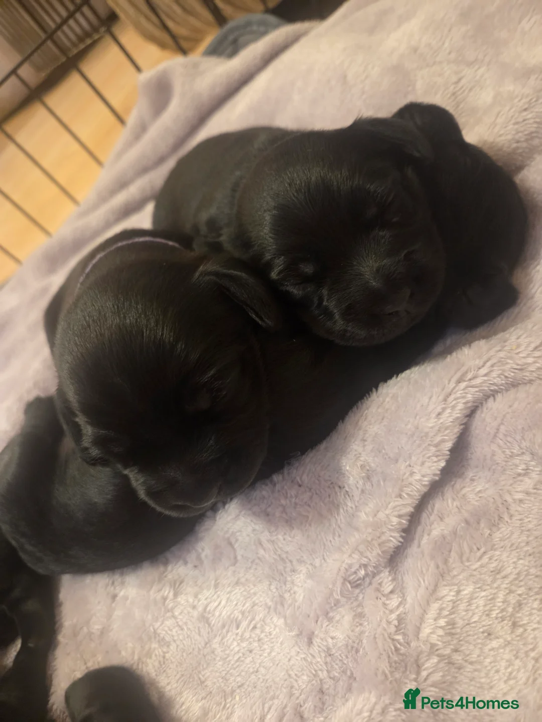 Mixed Breed dogs for sale: Docker cocker spaniel x miniature dachshund - Advert 5