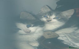 Mixed Breed cats for sale: Rescued feral farm kittens  - Image 21
