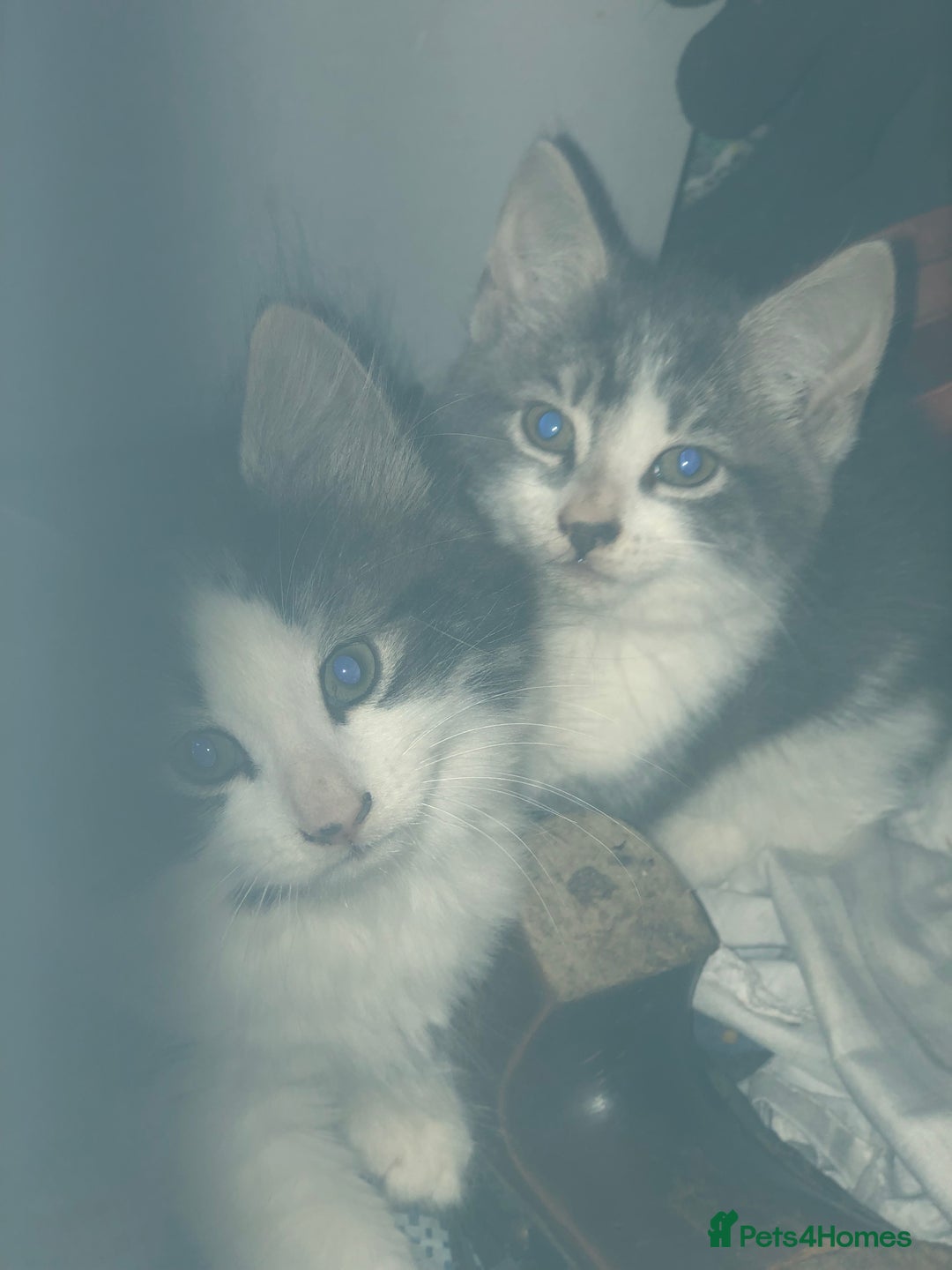 Mixed Breed cats for sale: Rescued feral farm kittens  - Image 21
