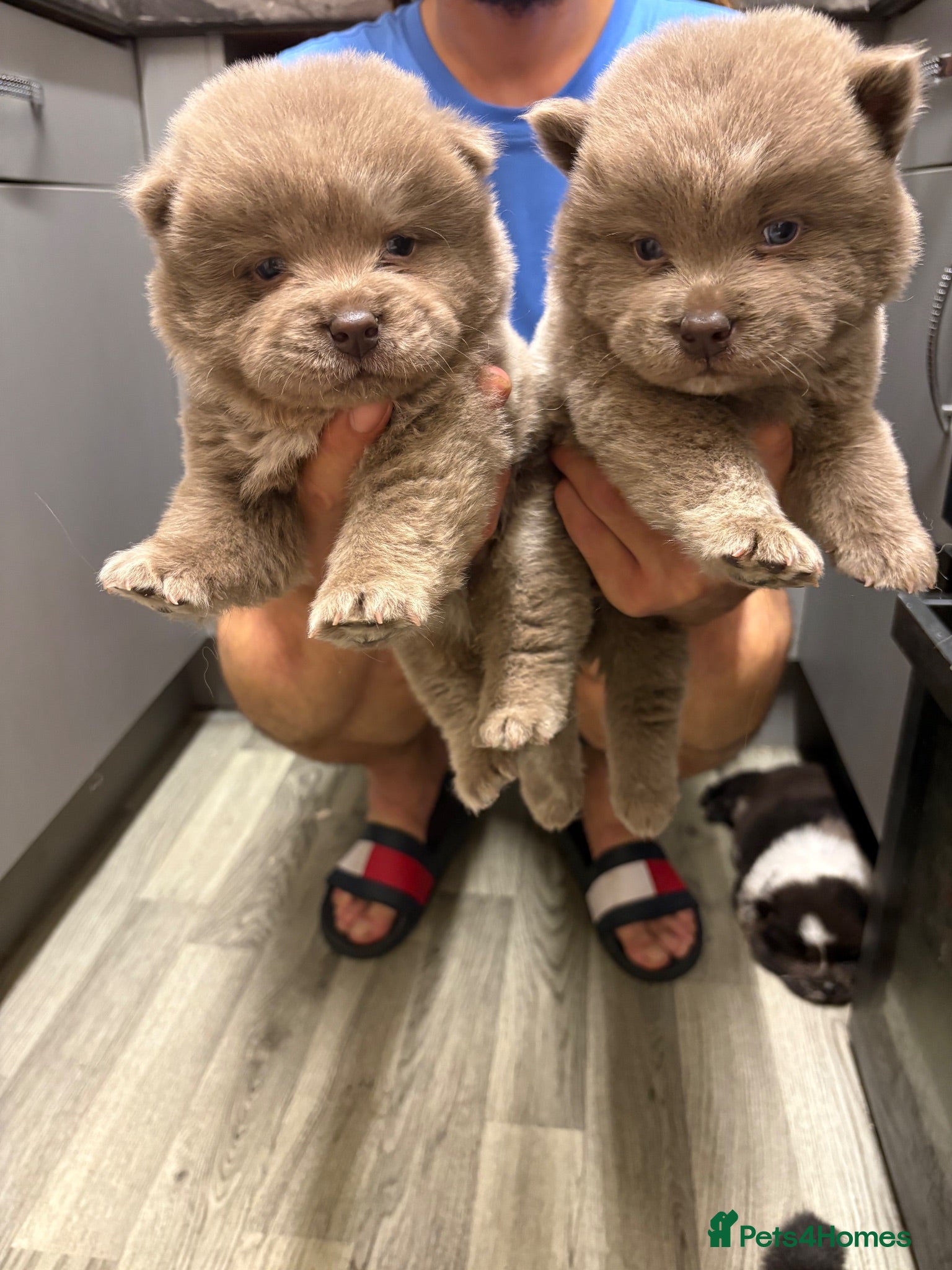 Chow Chow dogs Last 2 lilac boys and female Merle chow puppies  - Advert 16