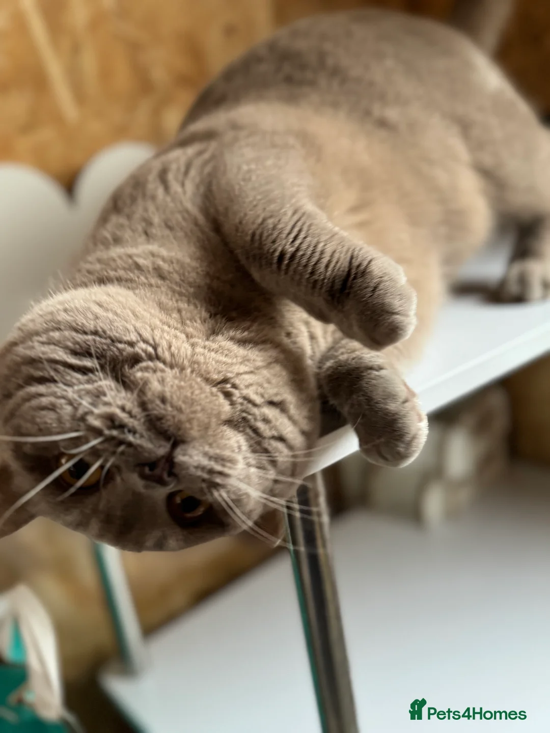 British Shorthair cats for stud: ⭐️LILAC STUD BOY ( GCCF, TICA REG )  in Preston - Advert 8