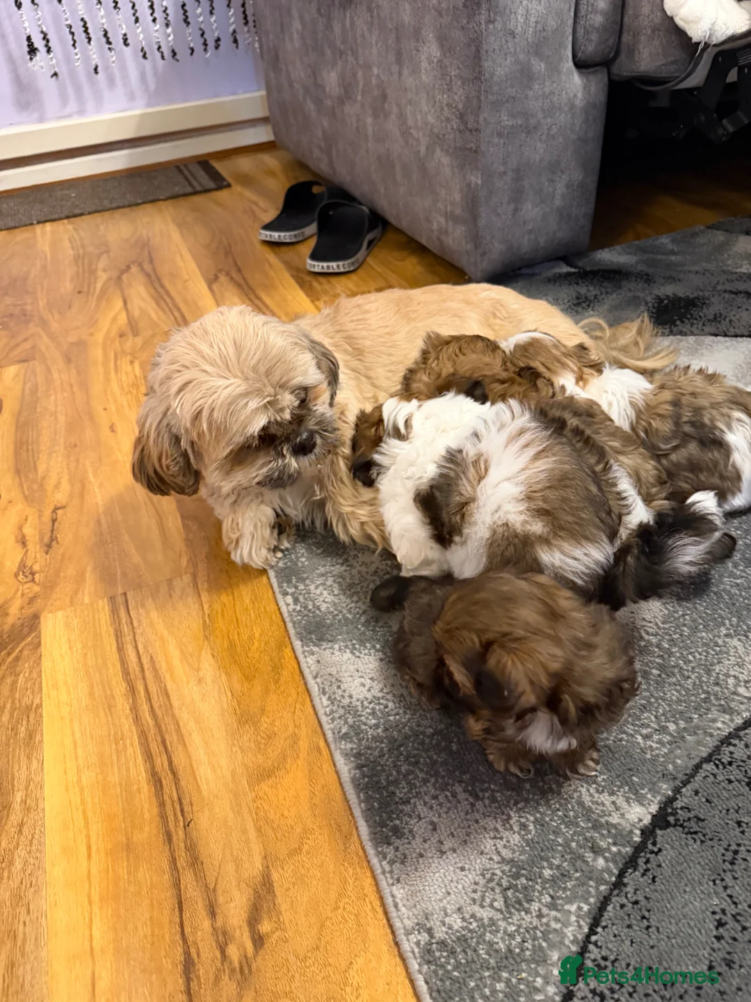 Shih Tzu dogs for sale: Beautiful Shihtzu Puppy’s for Sale - Advert 2