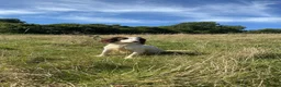 English Springer Spaniel dogs for sale: Excellent quality kc springer spaniel pups  - Advert 18