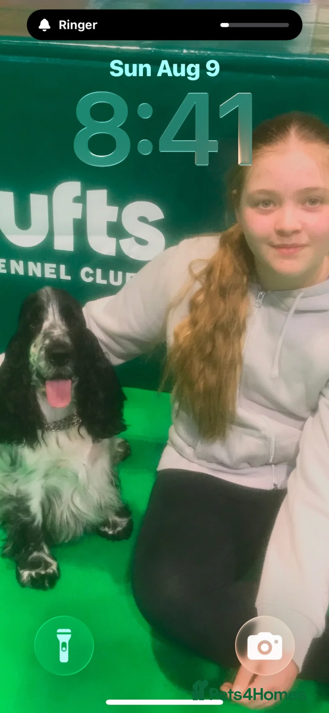 Cocker Spaniel dogs for sale: Show cockers - Advert 2