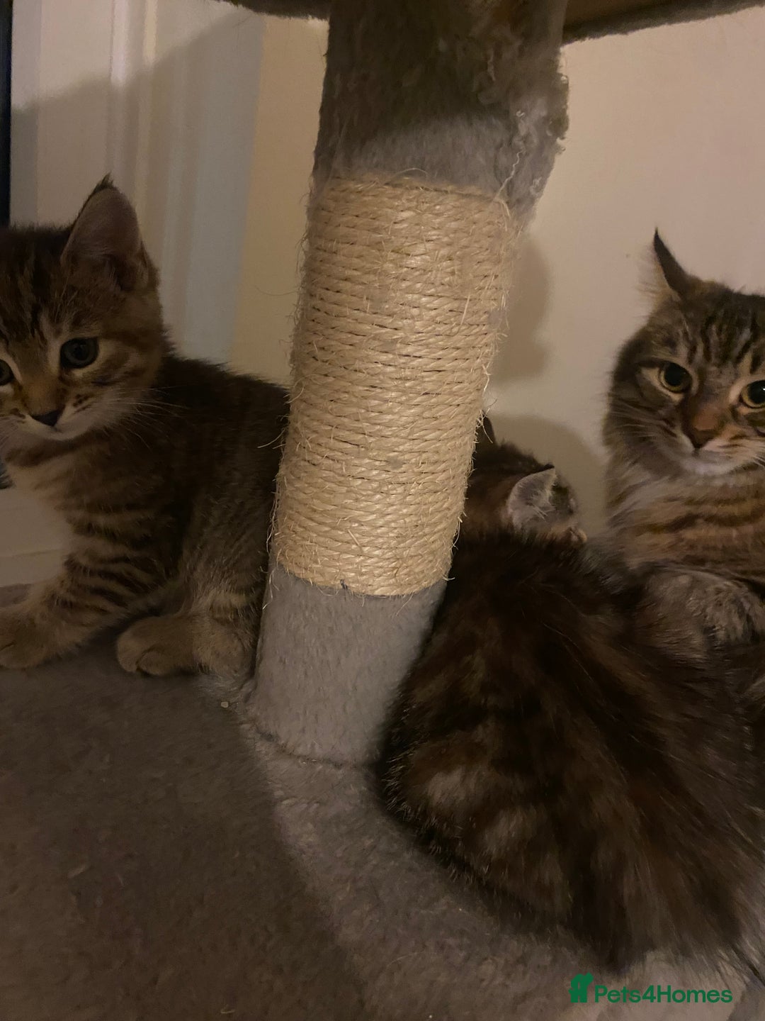 Domestic Shorthair cats for sale: 3 females looking home  - Image 4