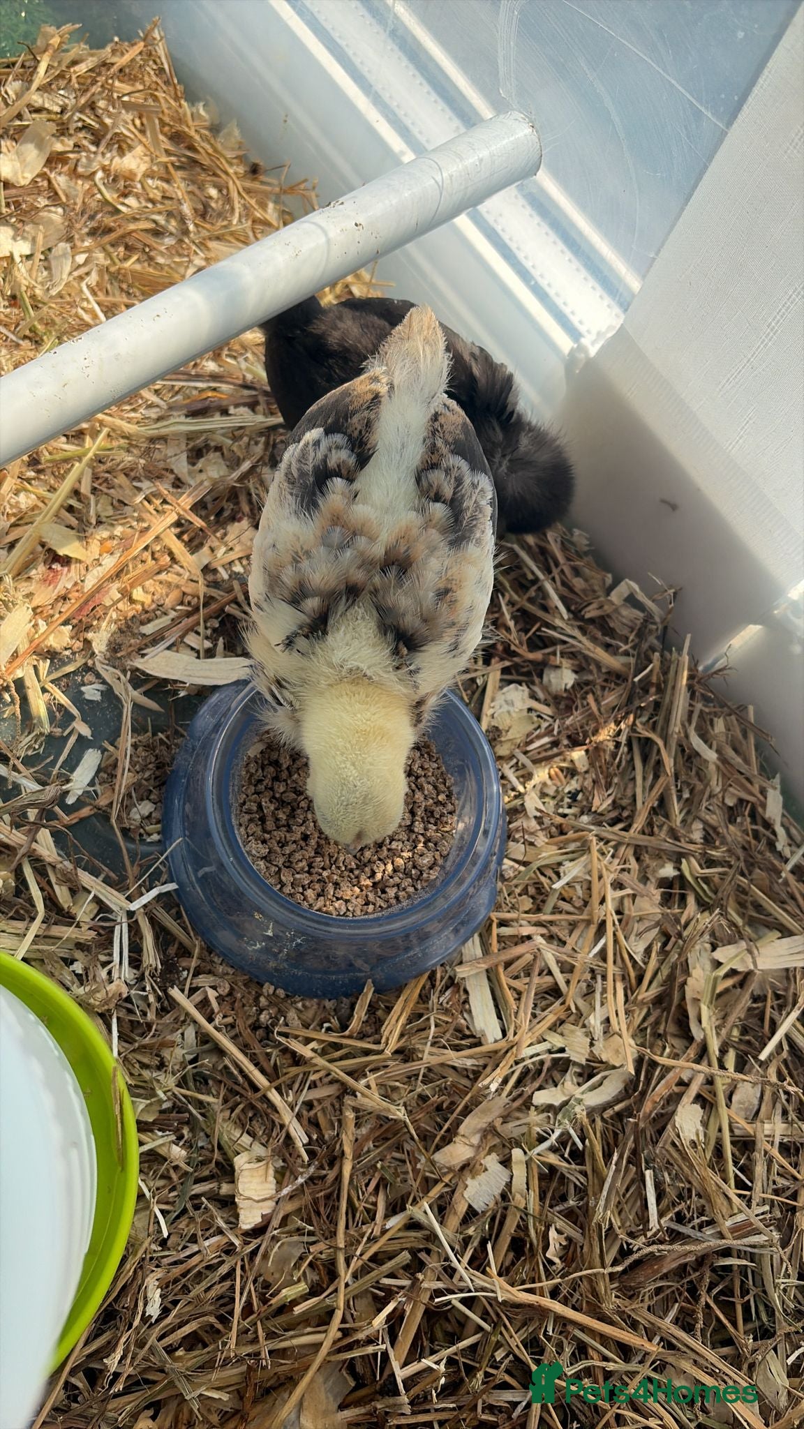 Chickens poultry pilkie x seramas breed - Advert 2