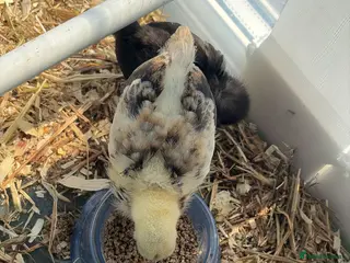 Chickens poultry pilkie x seramas breed - Advert 1