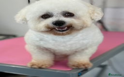Bichon Frise dogs for sale: Gorgeous Bichon Girl  - Image 1