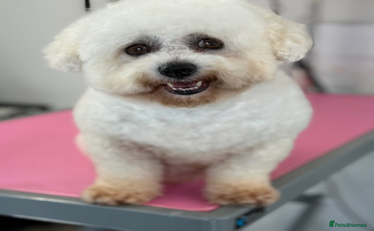 Bichon Frise dogs - Advert 1