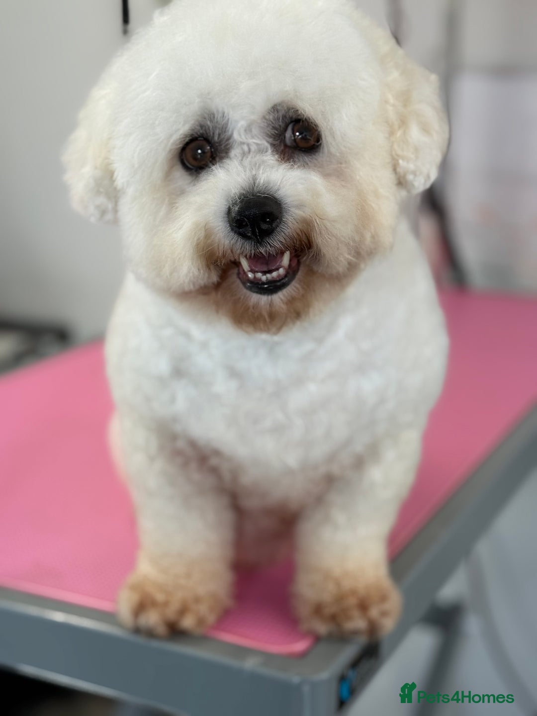 Bichon Frise dogs for sale: Gorgeous Bichon Girl  - Image 1