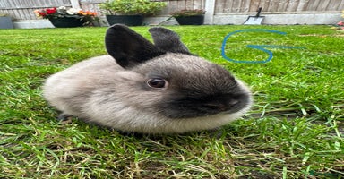 Netherland Dwarf rabbits - Advert 8