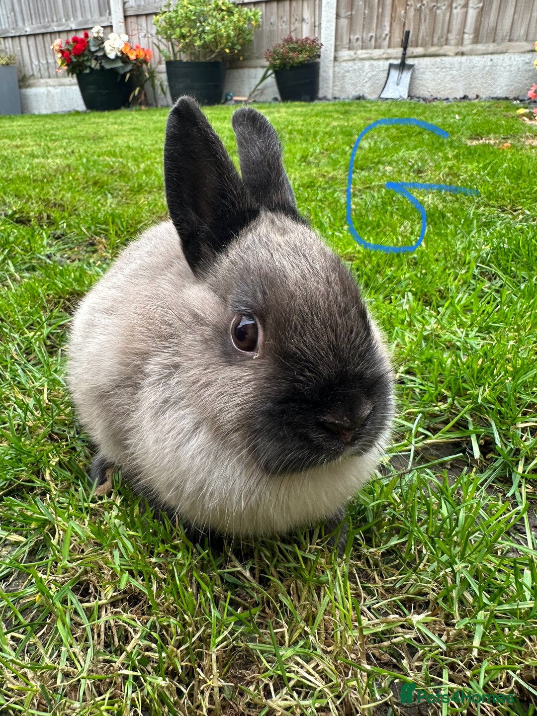 Netherland Dwarf rabbits for sale: Netherland Dwarf Rabbits For Sale  - Image 3