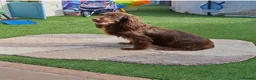 Cocker Spaniel dogs for sale: KC working Cocker puppies  - Advert 18