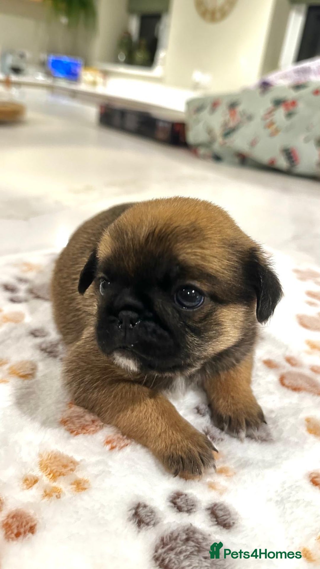 Mixed Breed dogs for sale: Pug/Japanese chin puppies - Advert 5