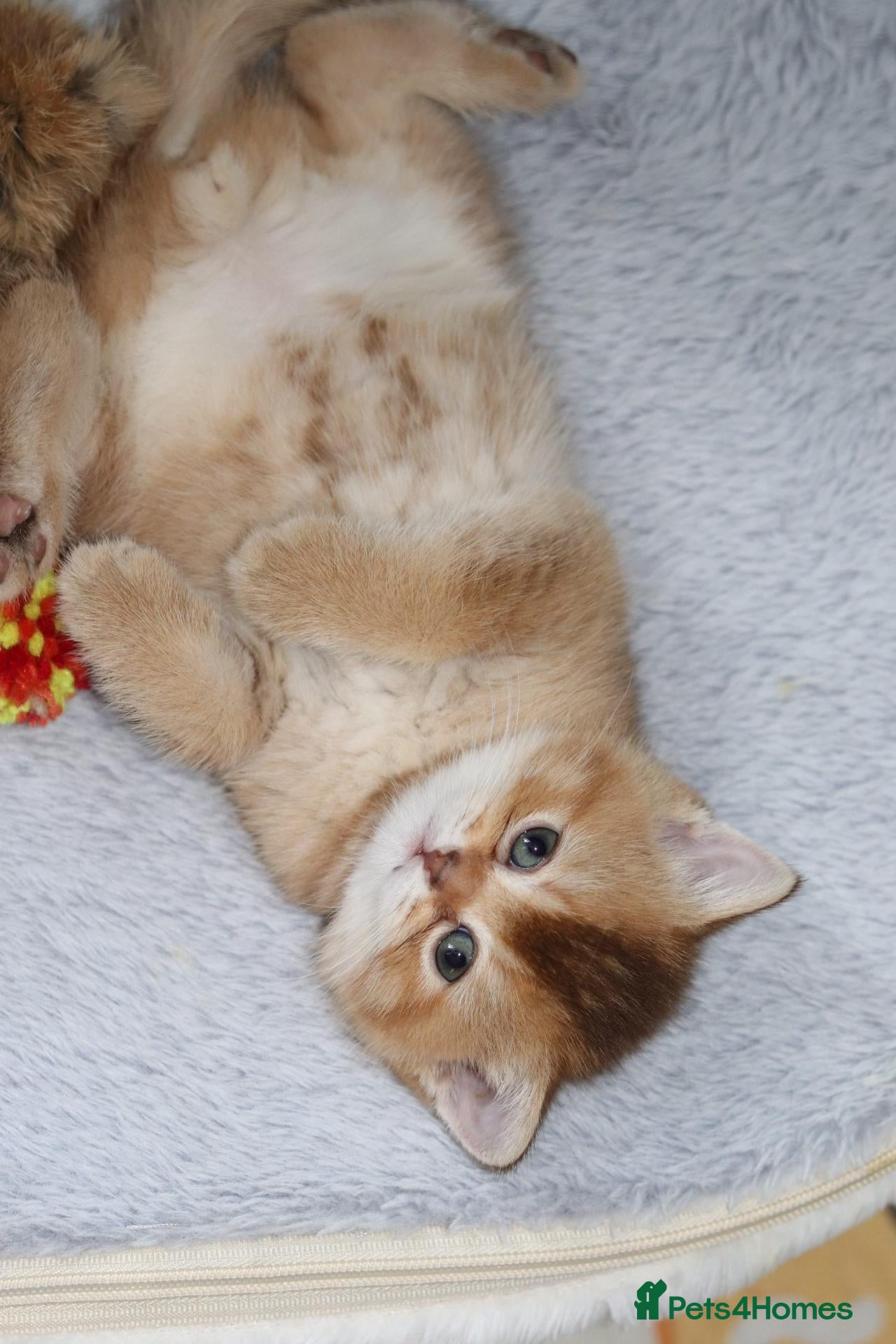 British Shorthair cats Beautiful TICA Kittens -Exceptional Pedigree Lines - Advert 2