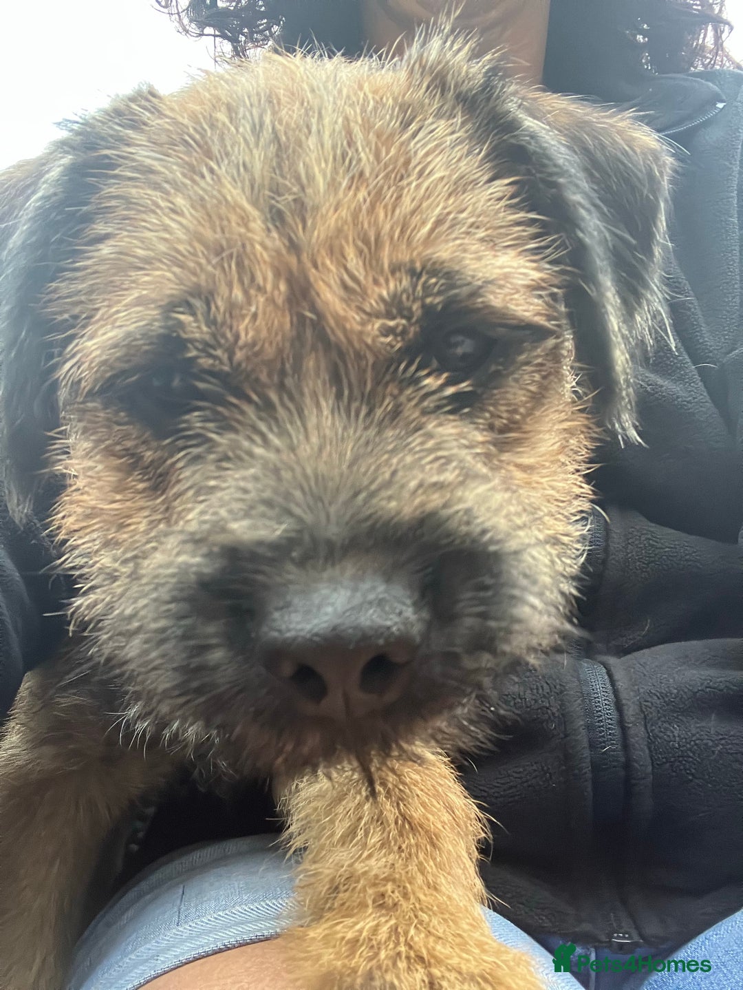 Border Terrier dogs for stud: KC Border Terrier For Stud in Walsall - Image 3