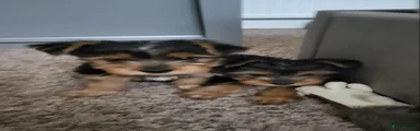 Yorkshire Terrier 4