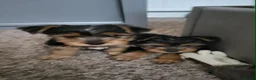 Yorkshire Terrier dogs for sale: Very cute Yorkshire terrier puppies in Ilford - Advert 4