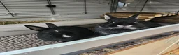 Netherland Dwarf rabbits for sale: Purebred Netherland Dwarf Doe - Advert 16