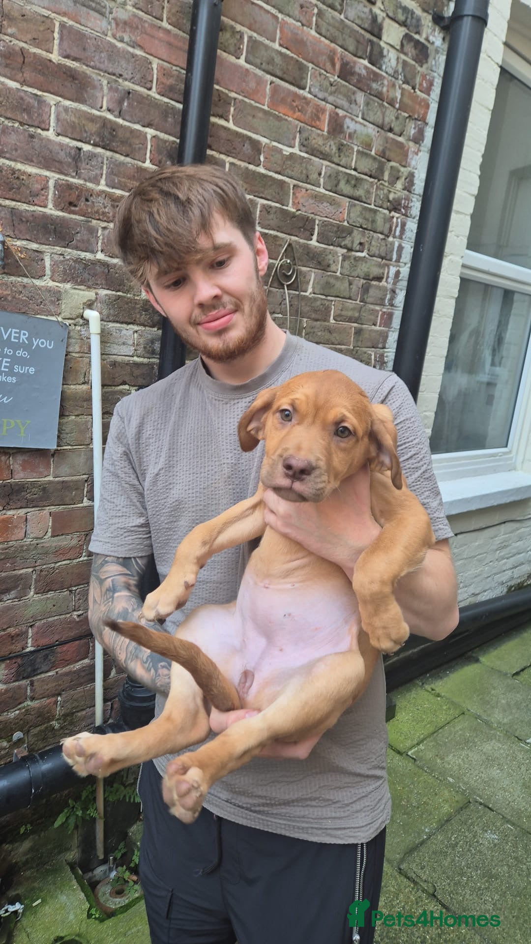 Mixed Breed dogs for sale: Dogue de Bordeaux x borador - Image 6