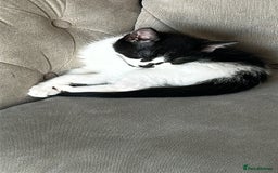 Domestic Shorthair cats for sale: Male kitten - Image 2