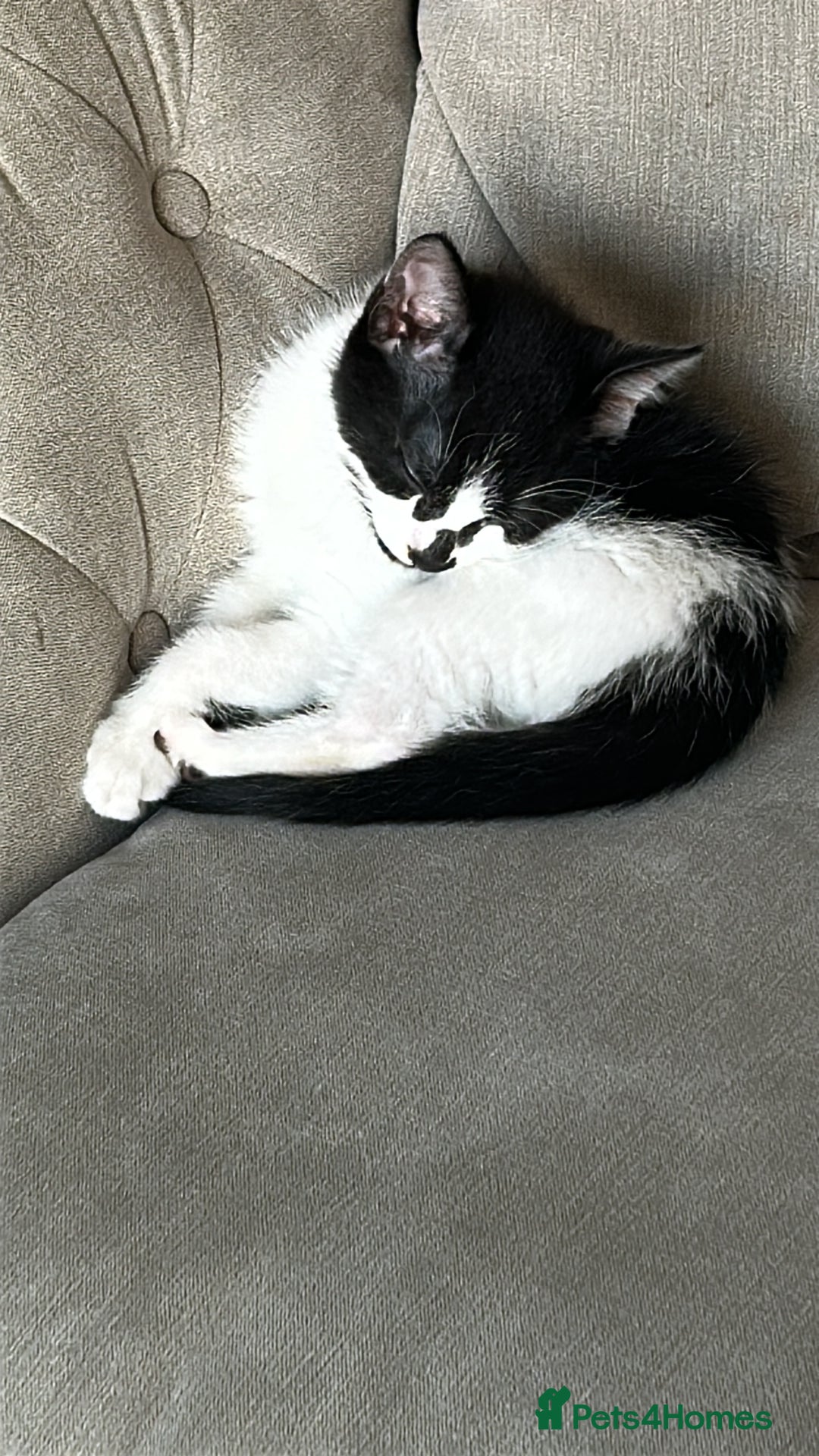 Domestic Shorthair cats for sale: Male kitten - Image 2