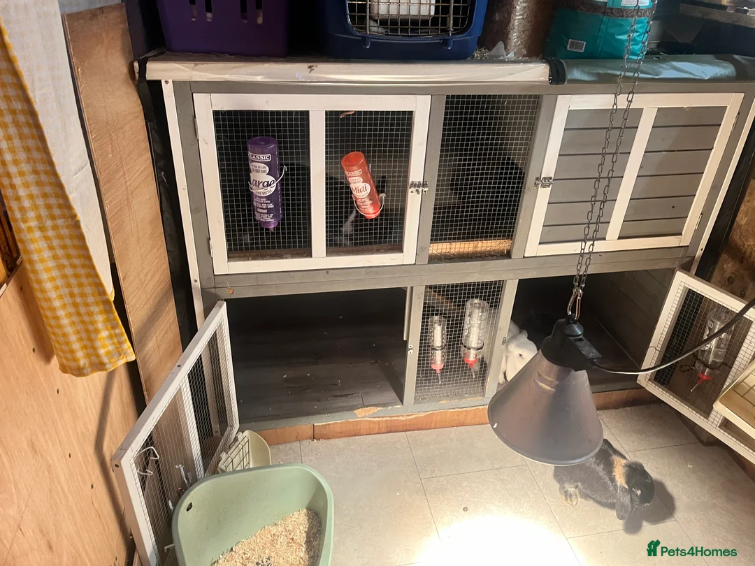 Mixed Breed rabbits for sale: Bonded group of 4 - Advert 3