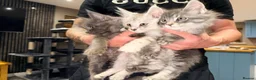 Maine Coon cats for sale: Main coon kittens Ready to leave  - Advert 5