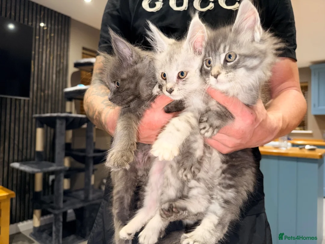 Maine Coon cats for sale: Main coon kittens Ready to leave  - Advert 5