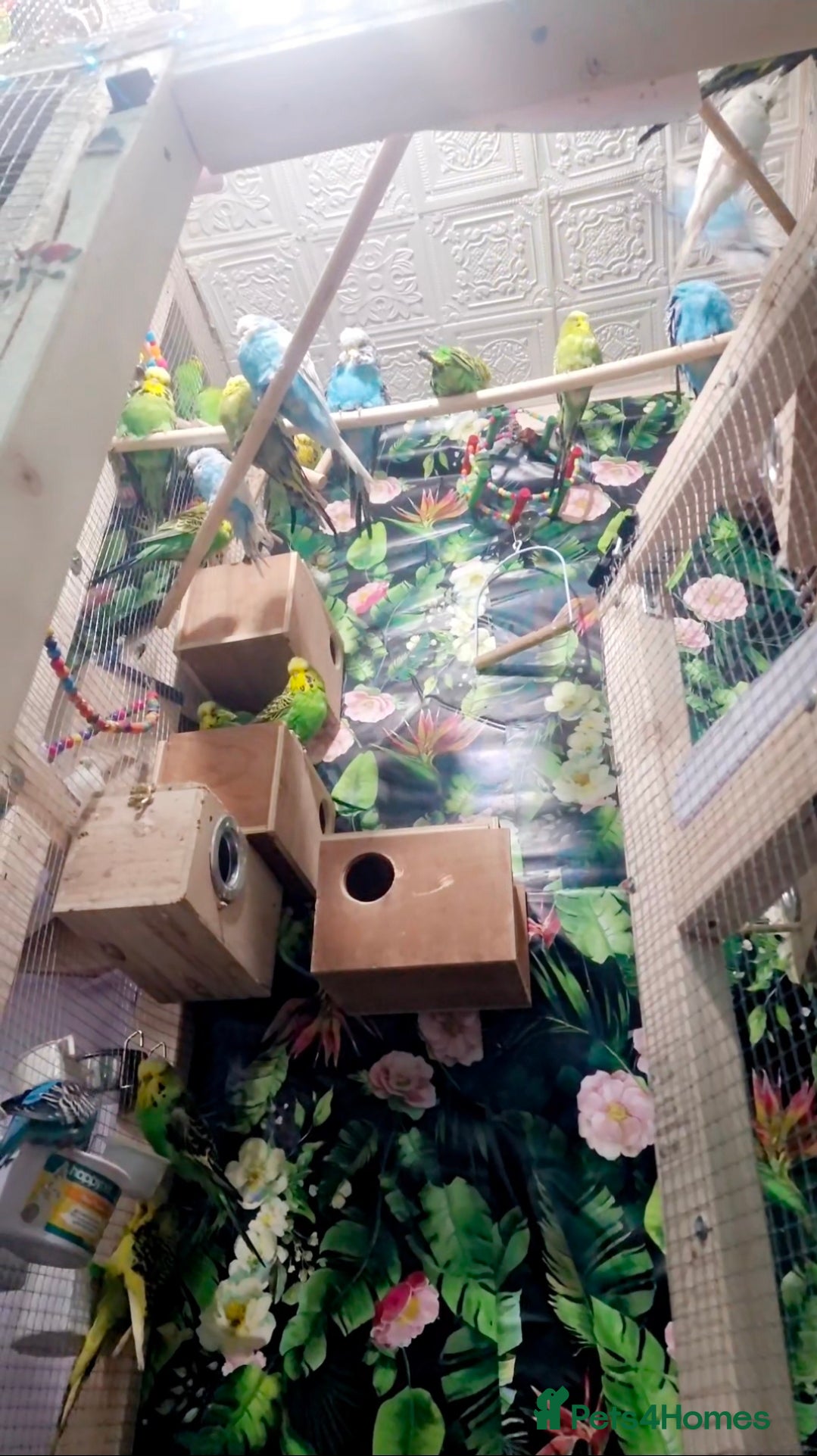 Budgerigars birds Budgies  - Advert 1