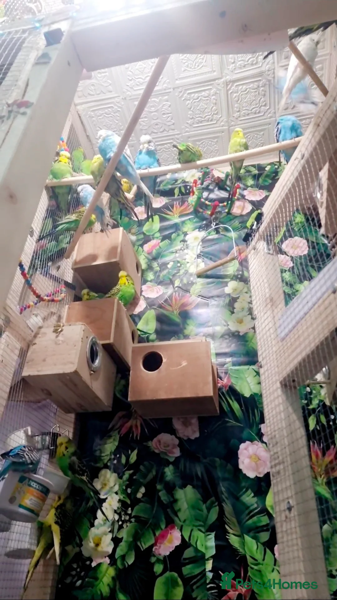 Budgerigars birds for sale: Budgies  - Advert 1