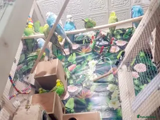 Budgerigars birds Budgies - Advert 1