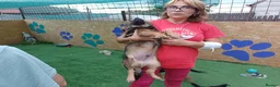 Mixed Breed dogs for adoption: 🐻LITTLE BEAR – A HANDSOME BOY FOR A LOVING HOME🐾 - Advert 12