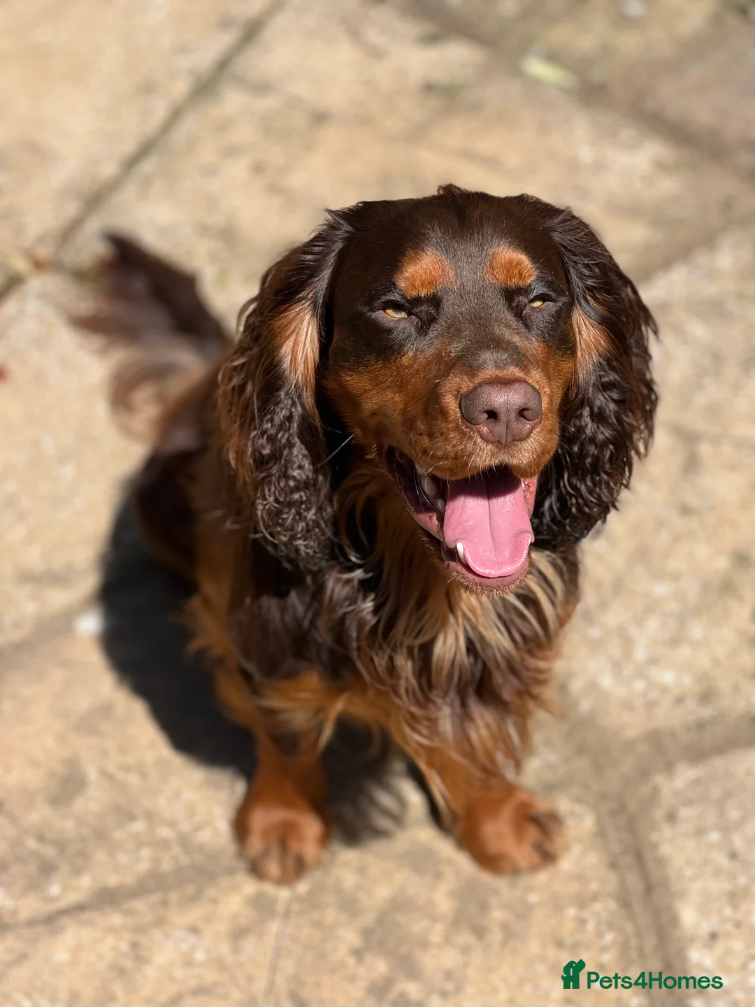 Cocker Spaniel dogs for stud: 🐾 Proven Stud - Healthy Working Cocker Spaniel 🐾 - Advert 5