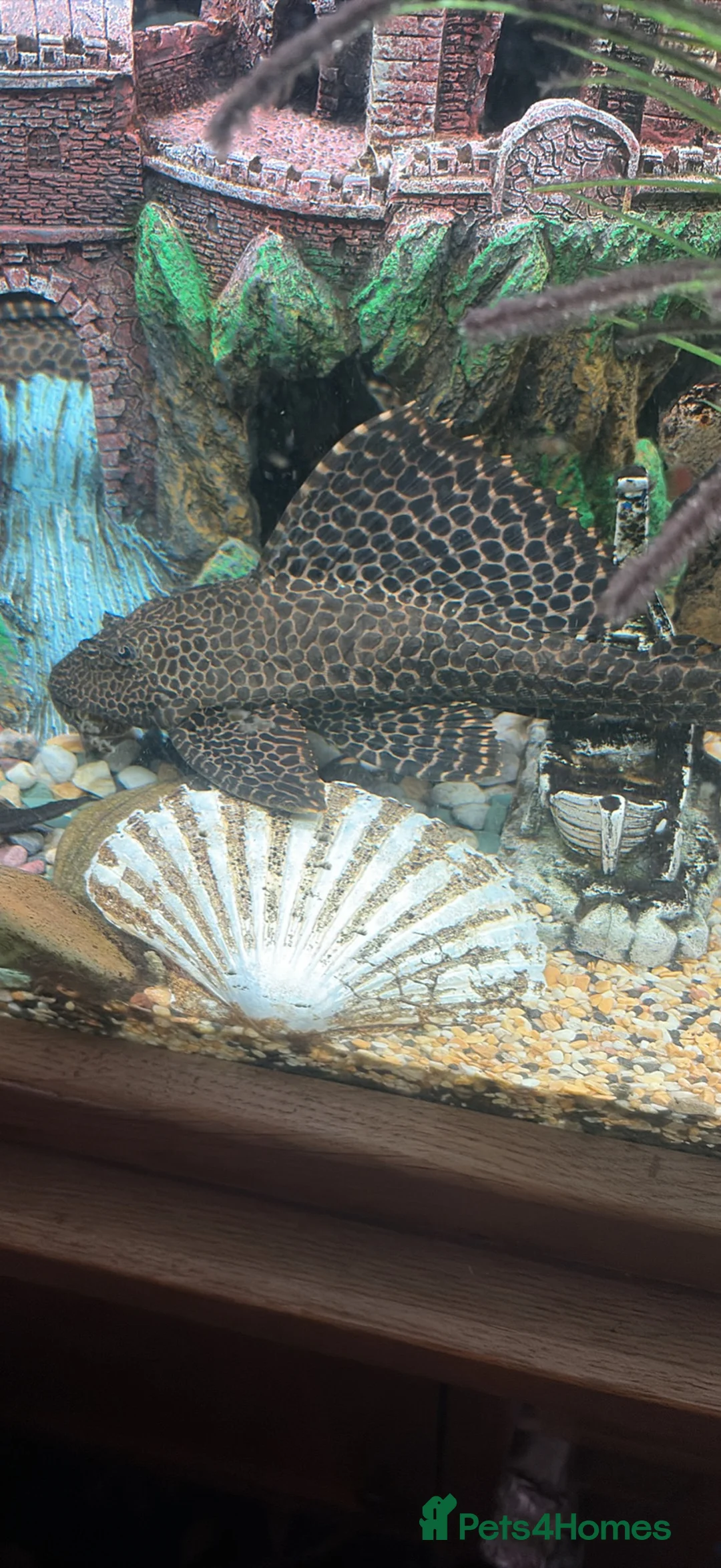 Plecos fish for sale: Plecs for sale x5 - Advert 6