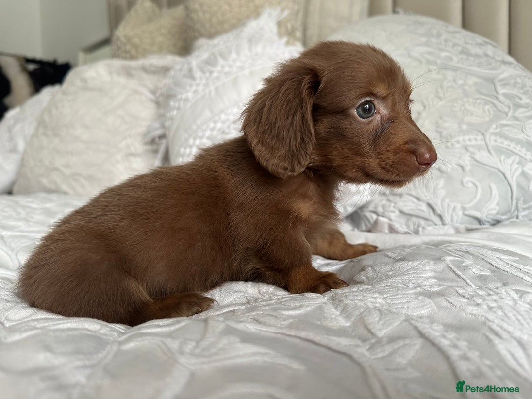 Miniature Dachshund dogs for sale: 🐾Mini long haired dachshunds🐾 - Advert 10
