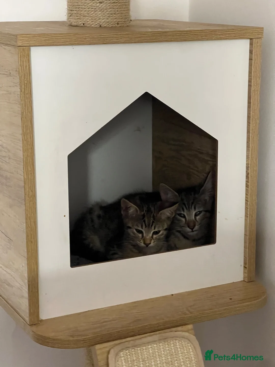 Mixed Breed cats for sale: Savannah x Maine Coon kittens - Advert 2